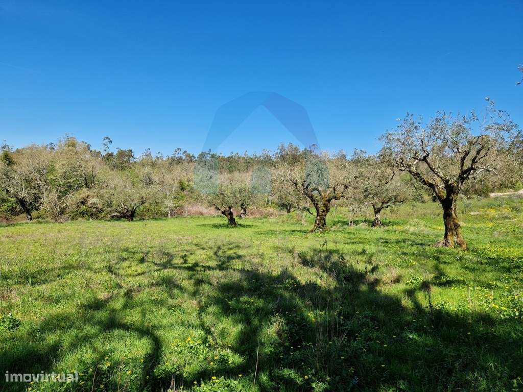 Ruína em Pedra e Terrenos com Viabilidade de Construção - Pombal-13