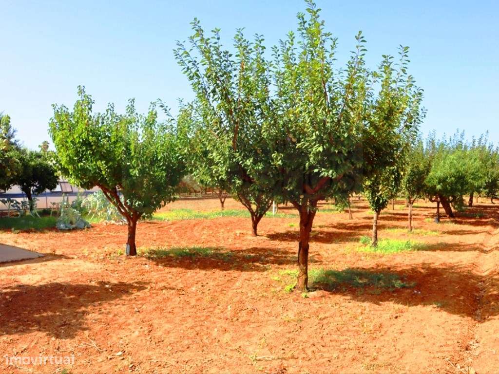 Quinta T4, em Luz de Tavira-43