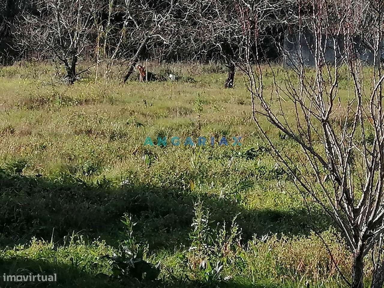 ANG712 - Lote de Terreno de 950m2  para Venda em Alcaidaria , Milagres - Grande imagem: 4/7