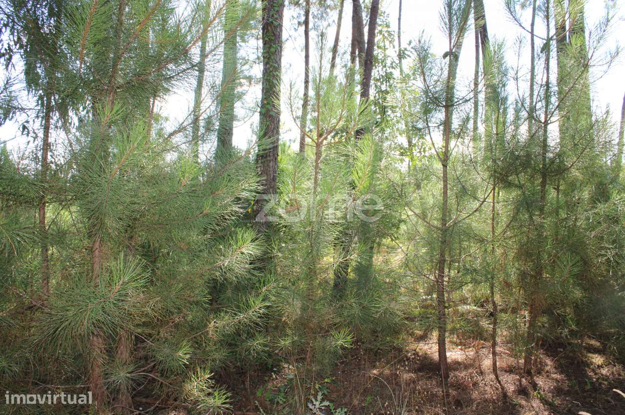 Terreno rural, agrícola, vinha, pinheiros mansos e olival - Grande imagem: 5/28