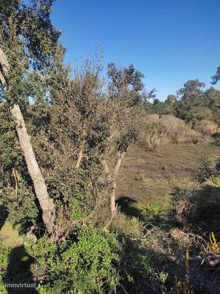 terreno rústico em alpiarça - Grande imagem: 5/6