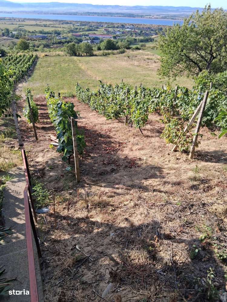 Teren Tileagd Bihor - Imagine principală: 5/5