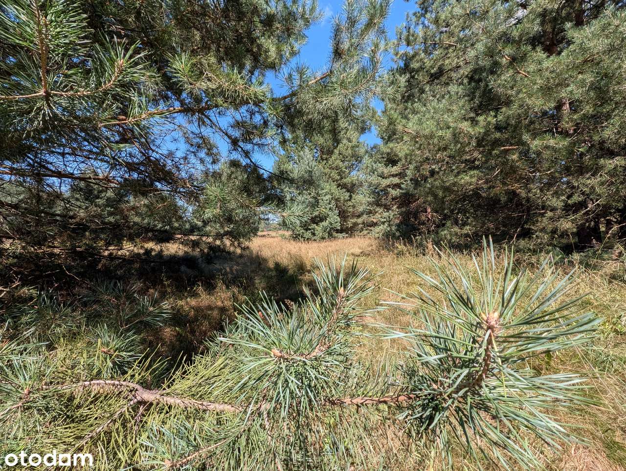 Działka zalesiona 8236m z mediami - Pełny obrazek: 5/5