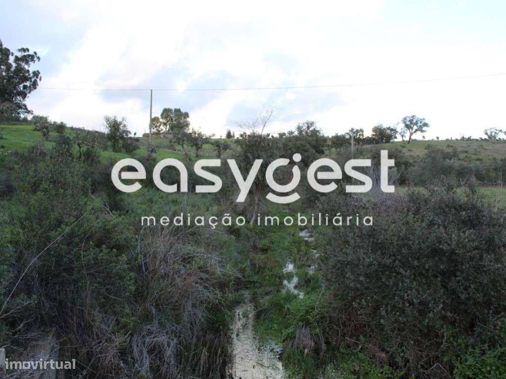 Terreno Rústico com 6.5ha em Montado de Sobreiro c/ eletricidade - Grande imagem: 4/14