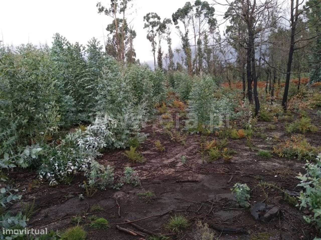 Terreno em Arnozela - Grande imagem: 4/4