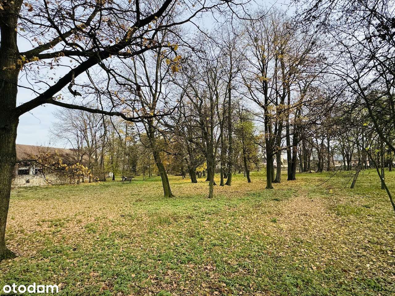 Pałac z parkiem i spichlerzem - do remontu - Pełny obrazek: 4/20