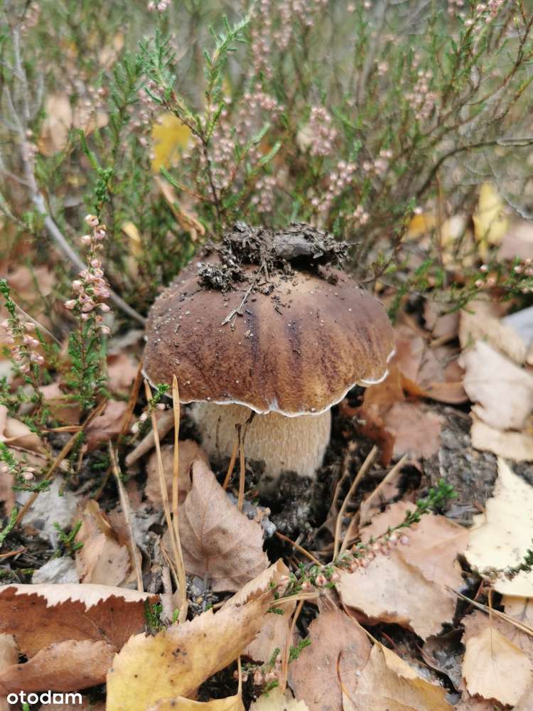 Marianowo g. Długosiodło I 3 działki I warunki zabudowy I pow. 2,06 ha-5