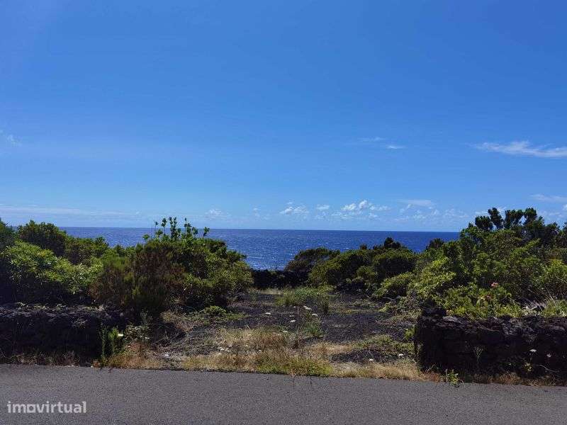 Terreno para vinha - Grande imagem: 4/8