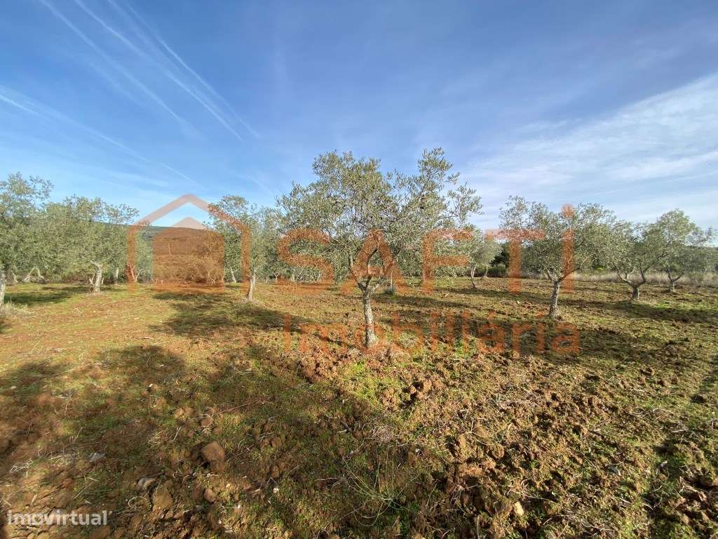 Olival de Excelência com 2,2 Hectares em Macedo de Cavaleiros - Pro...-15