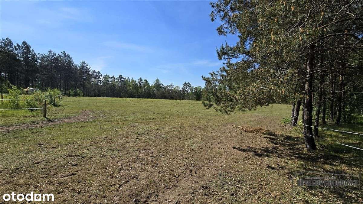 Okole - Grunt siedliskowy w otoczeniu lasu ok. 100-9