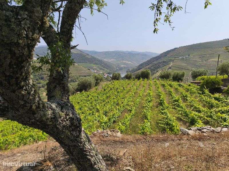 Propriedade no Alto Douro Vinhateiro com Vista sobre o Rio Douro - Grande imagem: 5/8