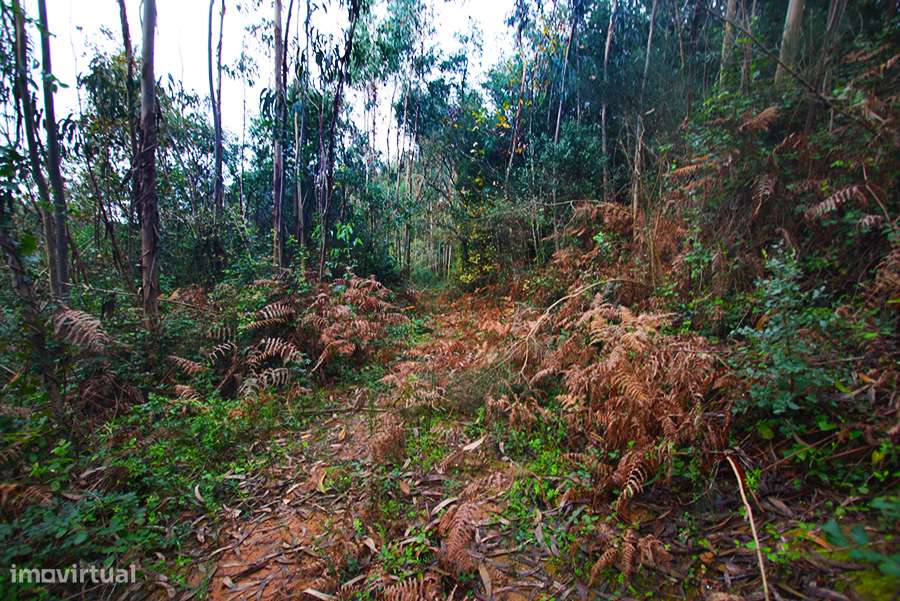 Grande propriedade, com floresta e 2 ruínas, Fraldeu, Óbidos-18