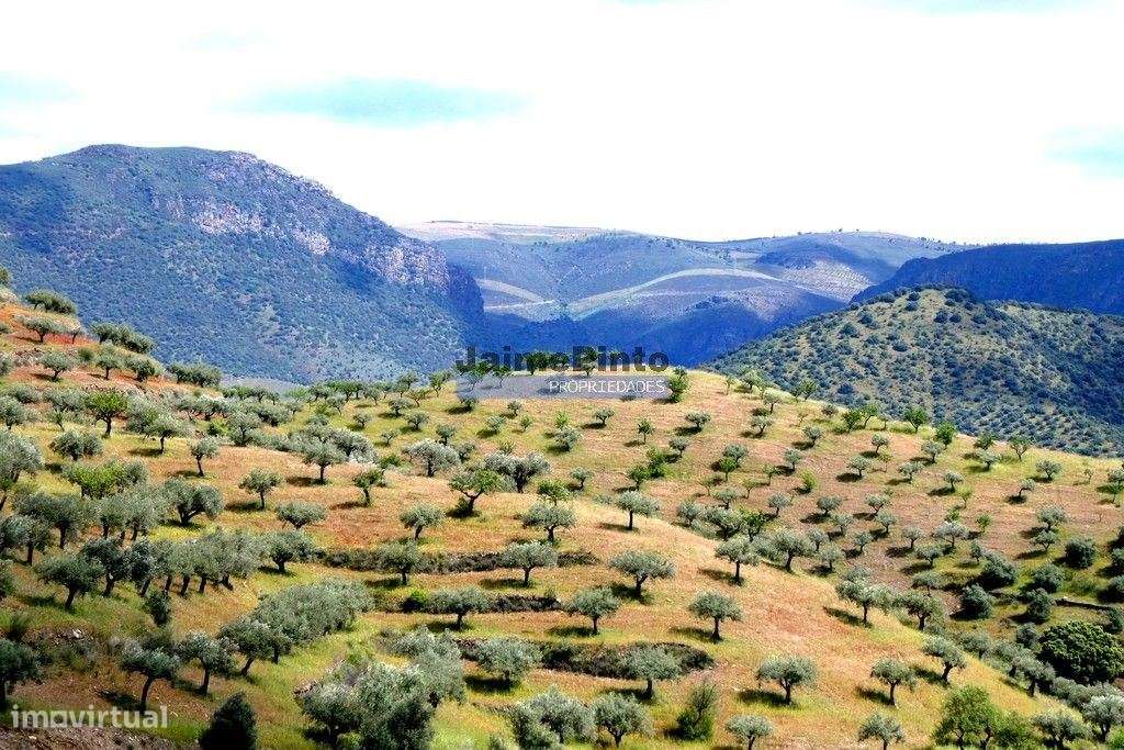 45.000m2 Olival, árvores de fruto e ruína. Portugal, F. C. Rodrigo,... - Grande imagem: 3/7