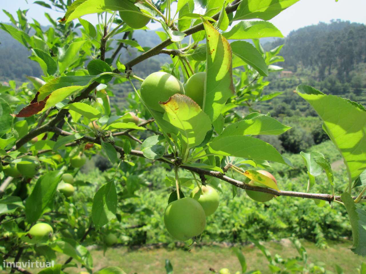 Quintinha no Minho Ponte de Lima * 10.000 m2 * a 90 Km do Porto-49