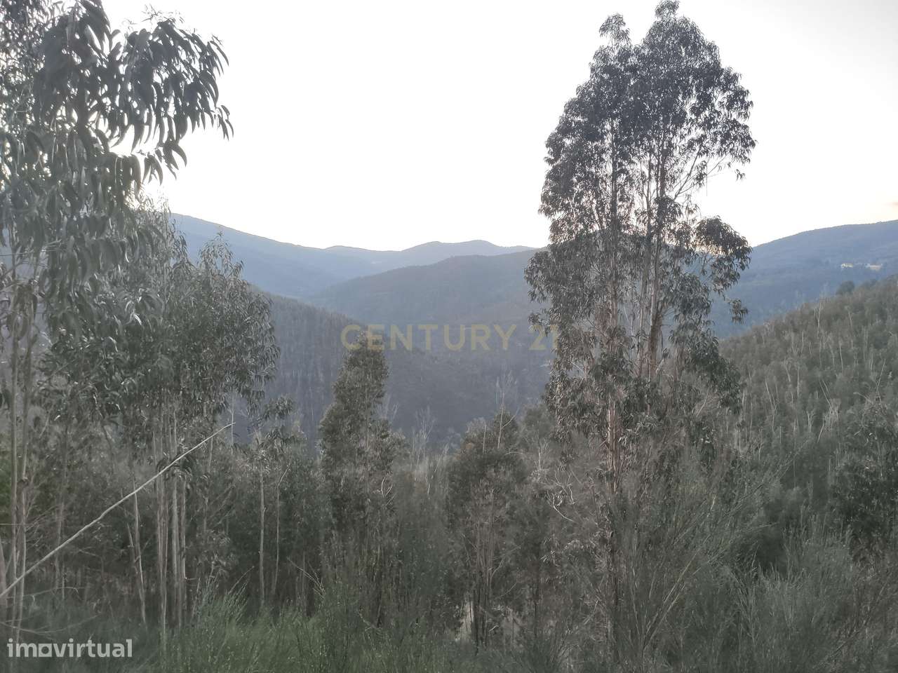 Terreno Florestal em Canelas Espiunca - Grande imagem: 3/4