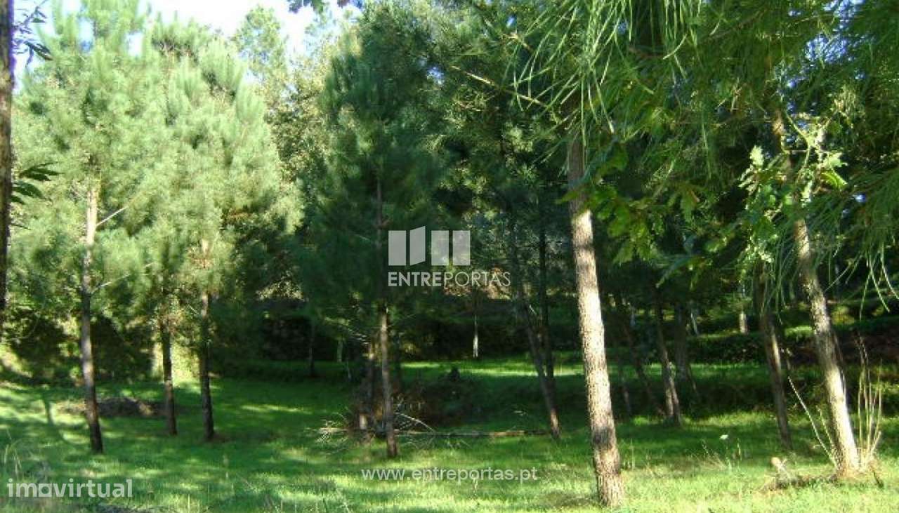 Venda Quintinha com Moradia para reconstruir, Folhada, Marco de Canave - Grande imagem: 4/17