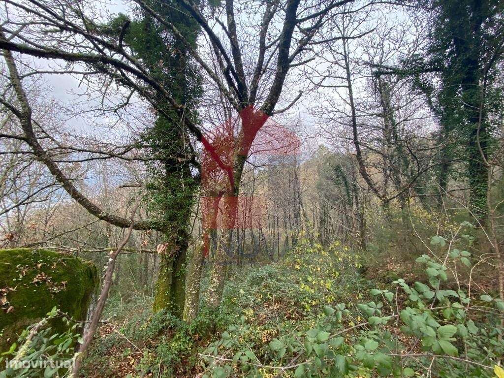 2 Terrenos para venda, Cuide de Vila Verde - Grande imagem: 5/20