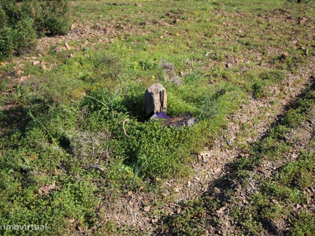 Terreno Rústico | 34.000 m² | Corga da Madeira - Junqueira, Castro ... - Grande imagem: 4/18