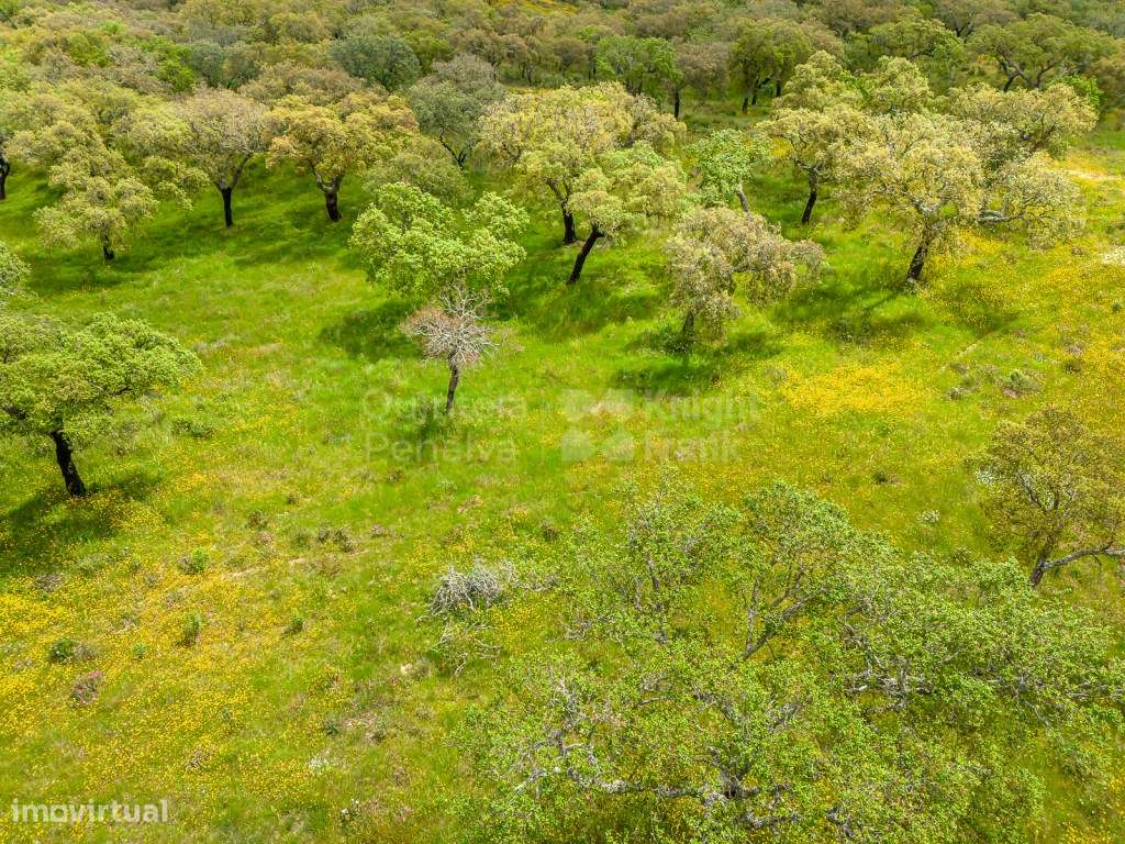 Herdade com 69,625 ha para venda em Alcácer do Sal - Grande imagem: 5/26