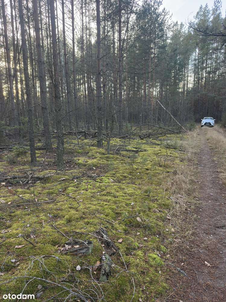 Leśniczówka Unikalne niespotykane miejsce w Europie  w Puszczy Białow.-6