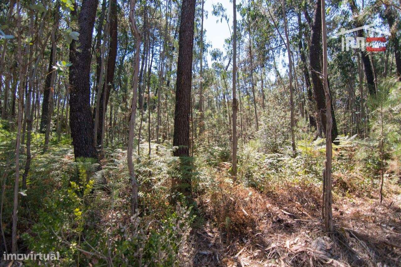 TERRENO RÚSTICO COM PINHEIROS E EUCALIPTOS EM DEMÓ S. MAMEDE - Grande imagem: 3/6