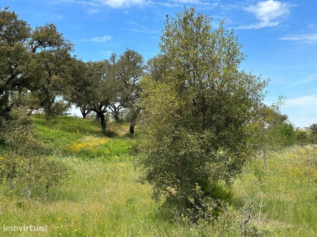 Herdade com 129 Hectares na Serra do ...