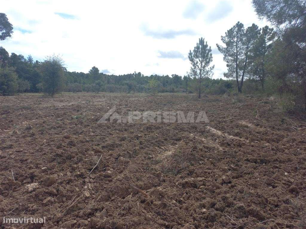 Terreno Agrícola - Grande imagem: 4/4