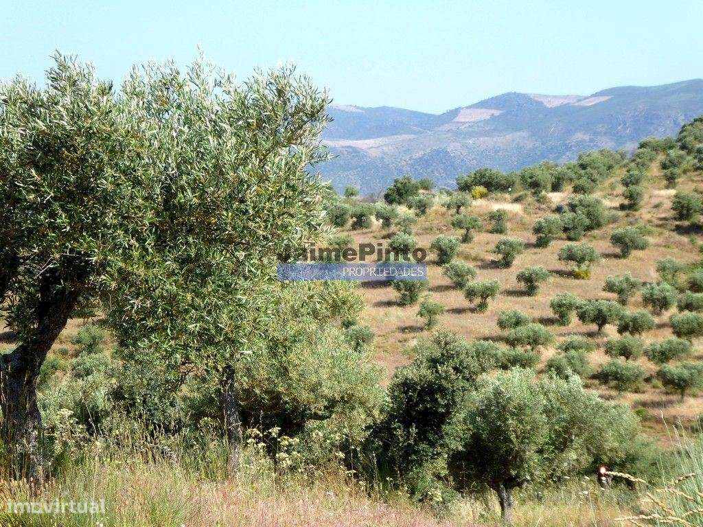 Olival 95.000m2, 980 oliveiras. Portugal, F. C. Rodrigo, Barca DAlva. - Grande imagem: 3/9