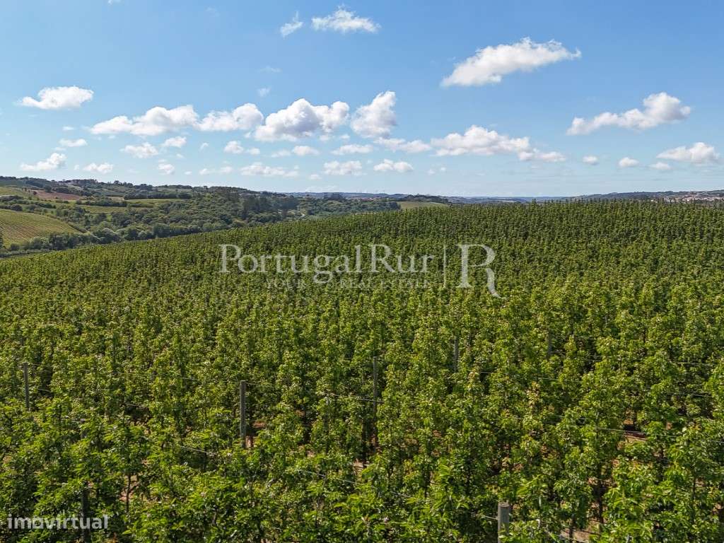 Exploração Agrícola com 37 ha e produção de Pera Rocha no Cadaval-18