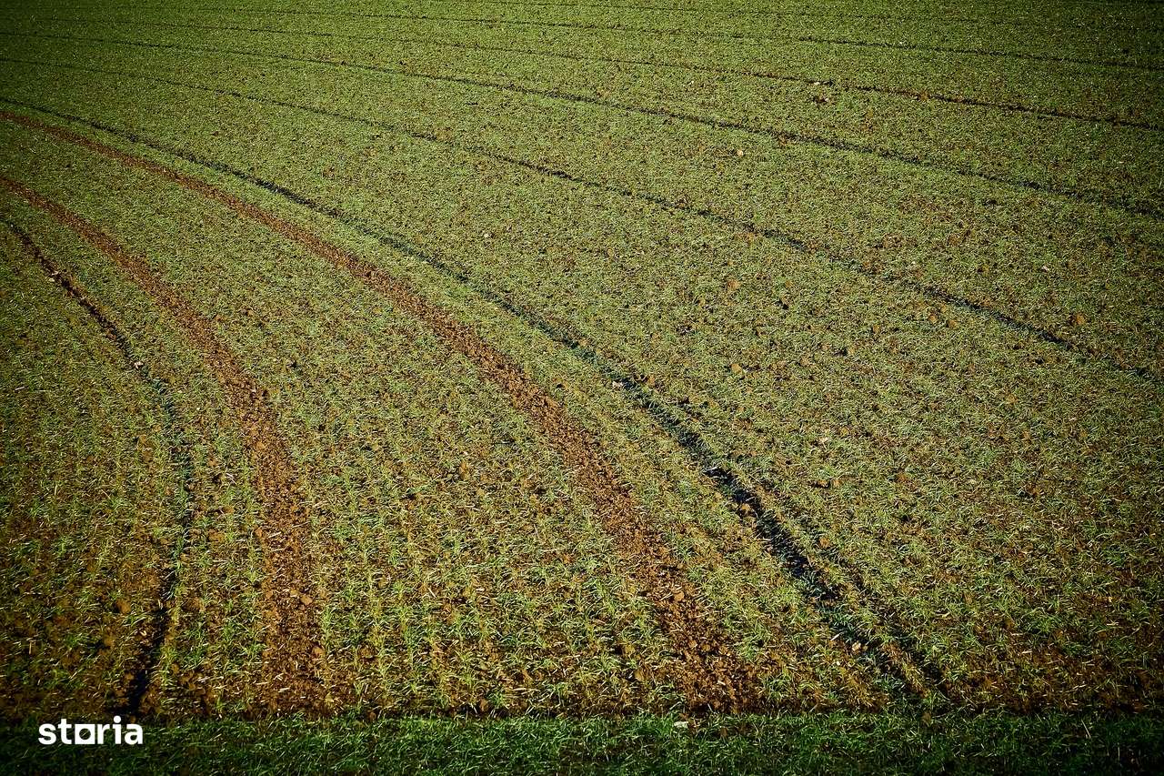 Vand teren arabil 100 ha Sageata jud. Buzau-0