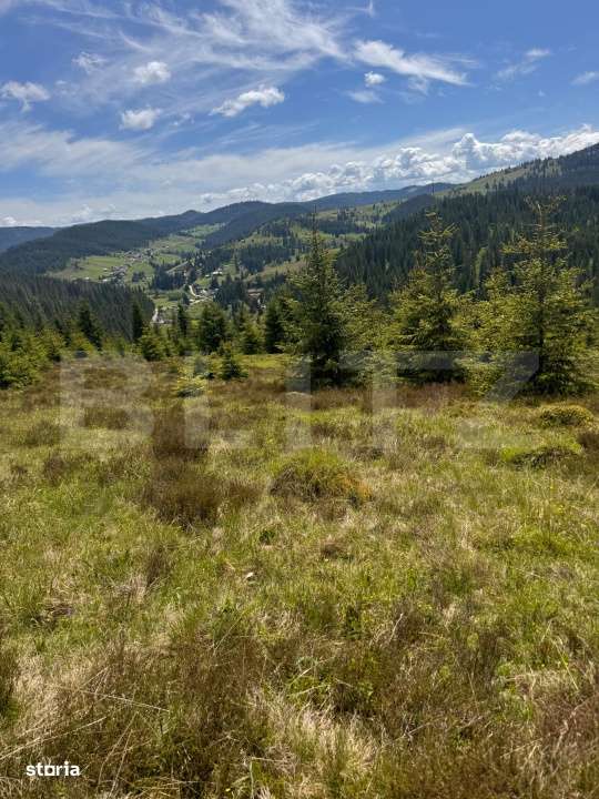 Teren intravilan,9700 mp,Belis - Imagine principală: 5/6