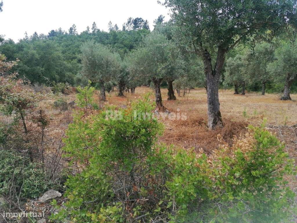 Dois terrenos rústicos com 4.074 m² - Carvalhal da Póvoa, Tomar - Grande imagem: 5/8
