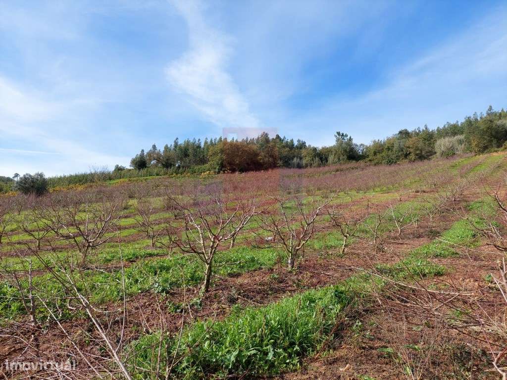 Terreno para agricultura em Alvorninha, Caldas da Rainha - Grande imagem: 4/7