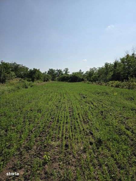 Teren intravilan BRANESTI PASAREA - Imagine principală: 4/6