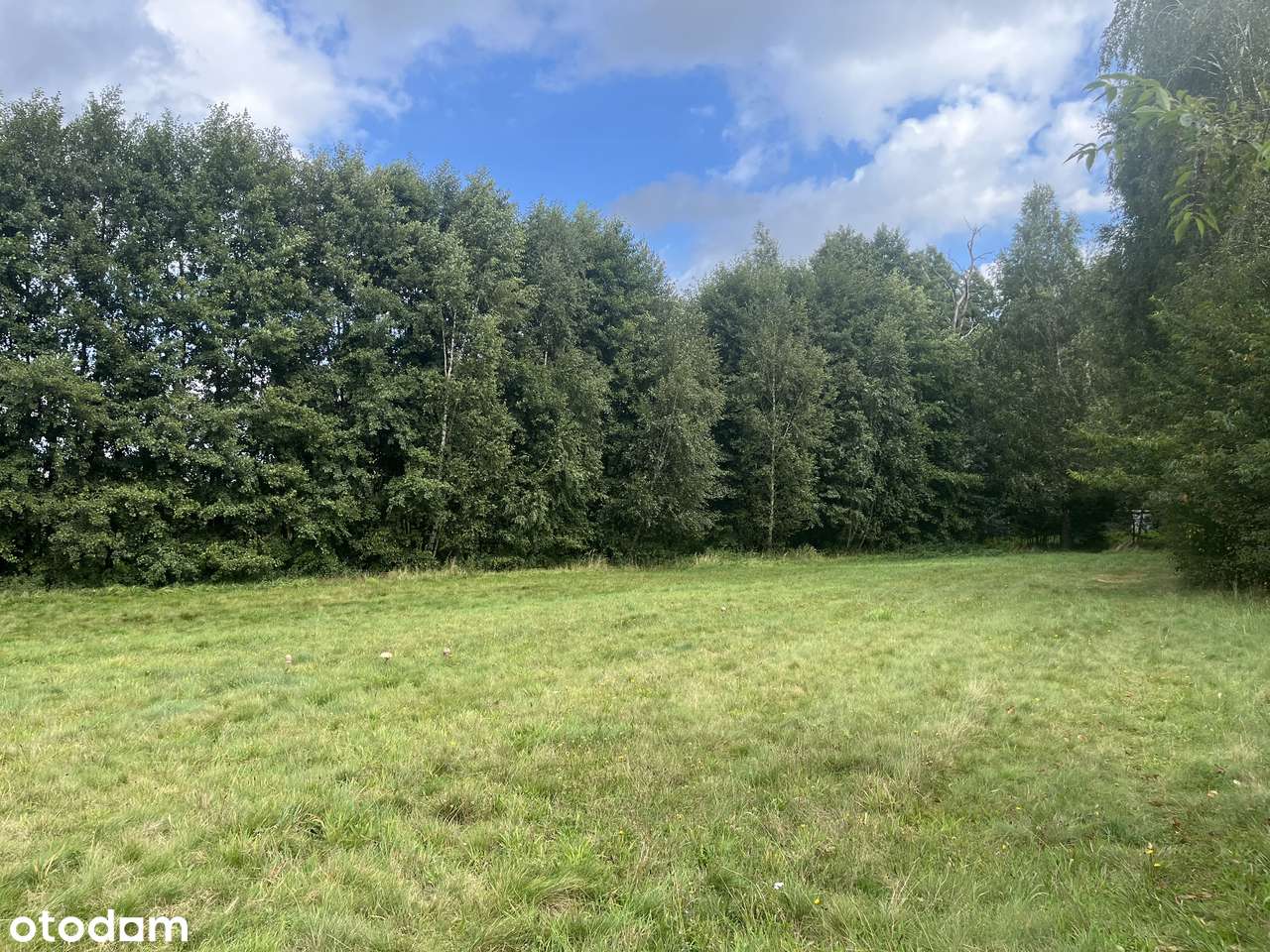 Działki budowlane w środku lasu blisko Wrześni Psary-10