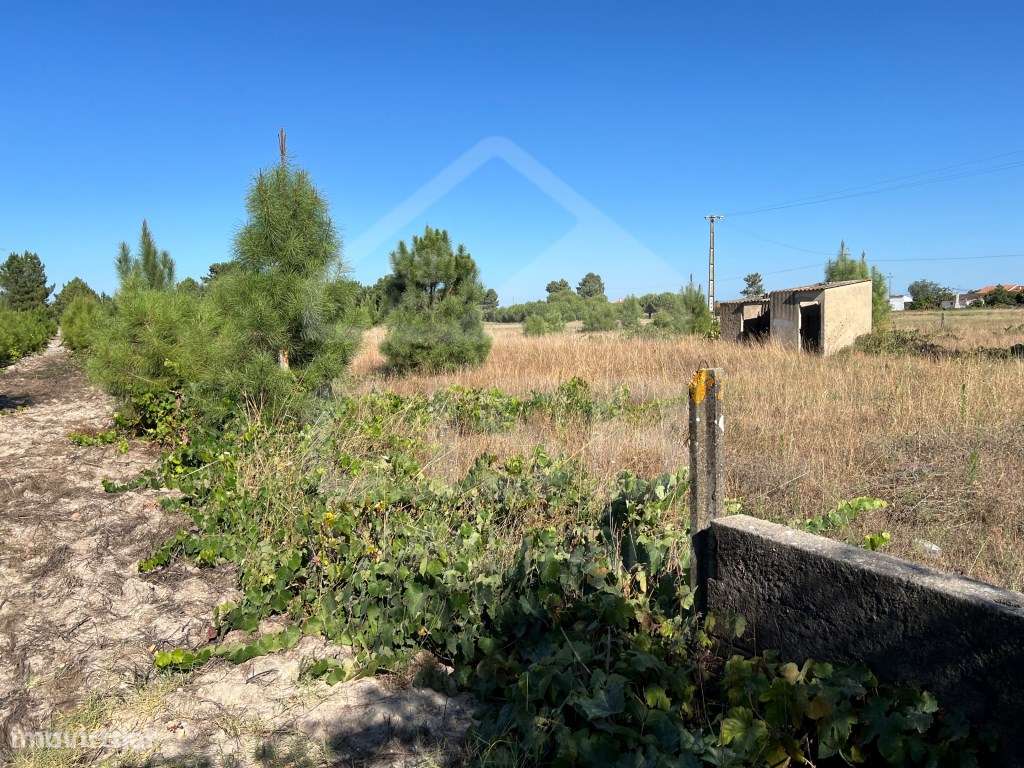 Terreno Rústico em Marinhais - Grande imagem: 5/7