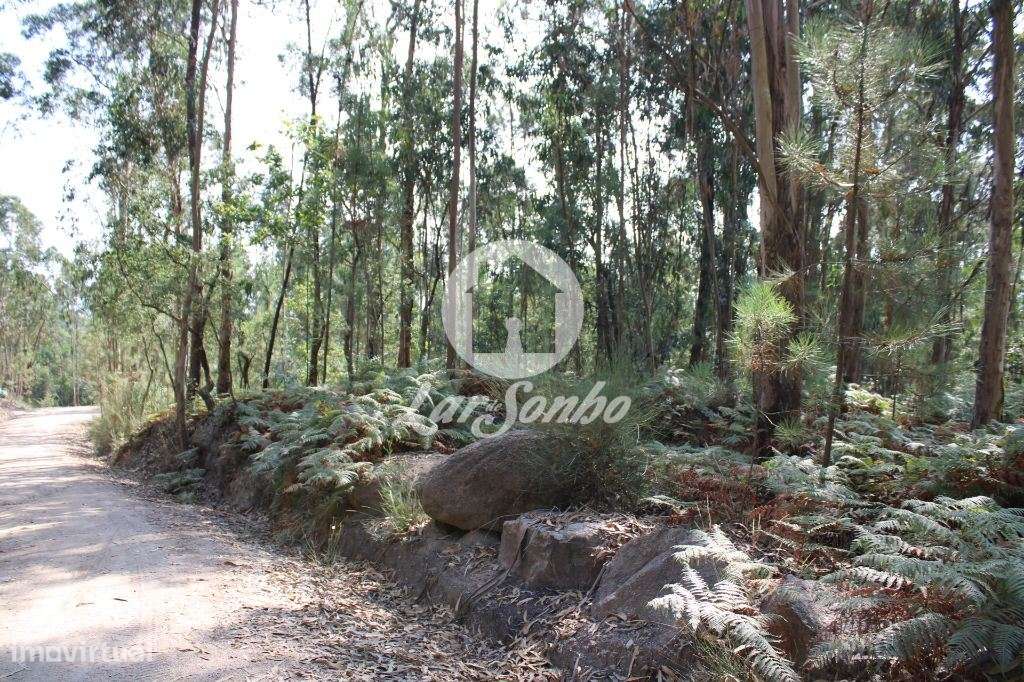 Bouça com 40 000 m2, em Barcelos - Grande imagem: 2/25