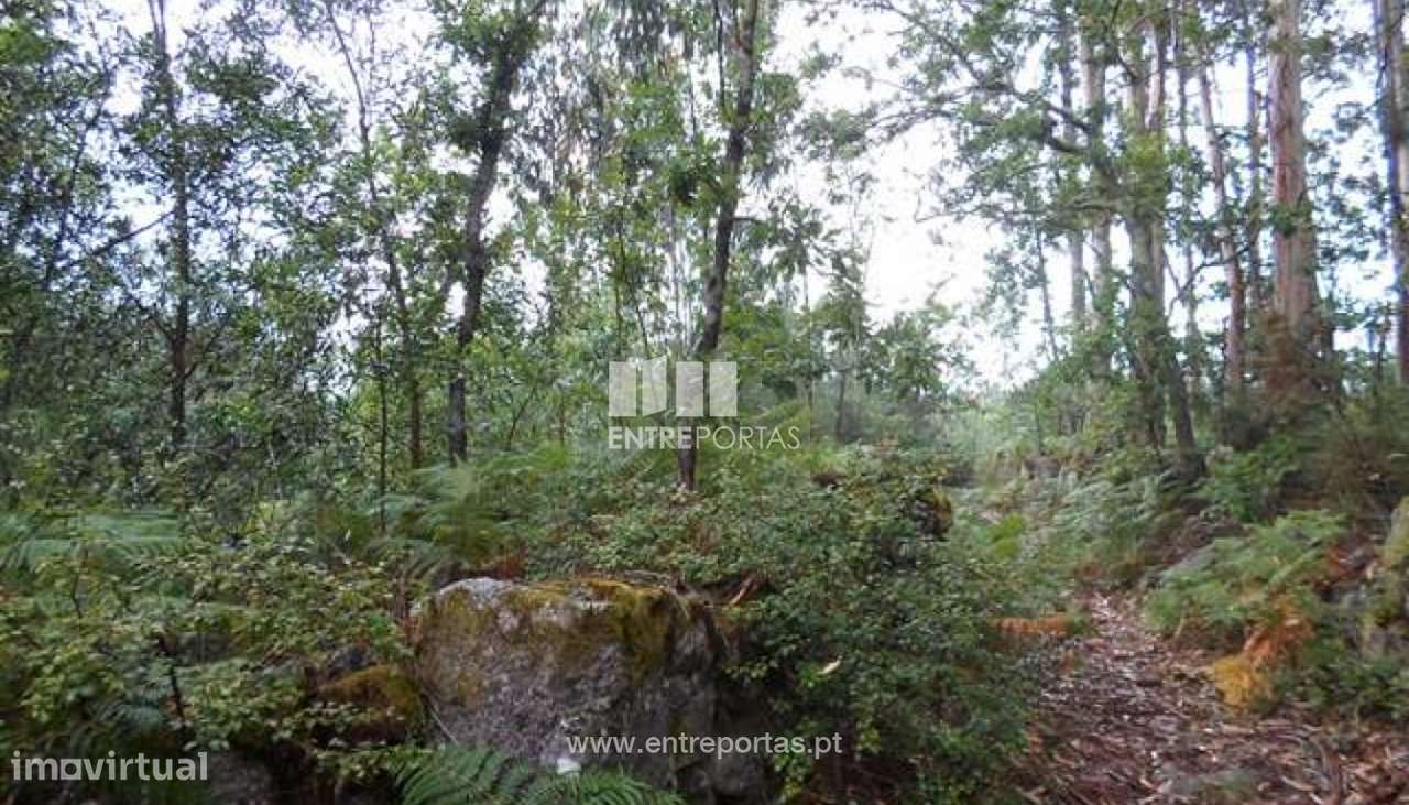 Terreno Florestal - Areosa - Grande imagem: 3/4