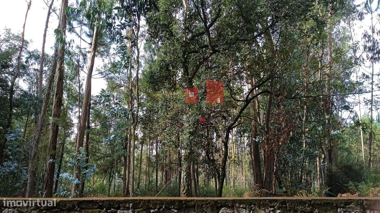 Terreno - Grande imagem: 2/2