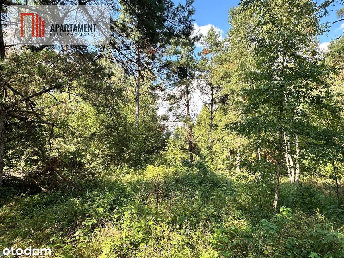 Jeleńcz–działka budowlana  13 375 m2 - Pełny obrazek: 4/9