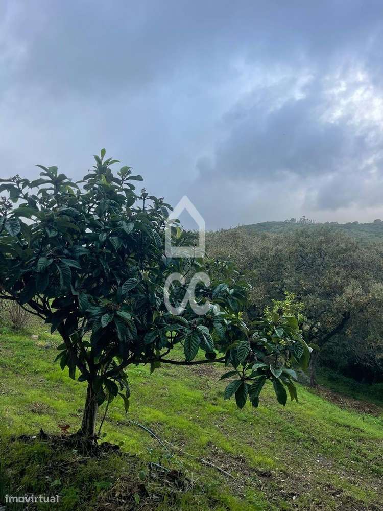 Terreno com poço legalizado e várias árvores de fruto-3
