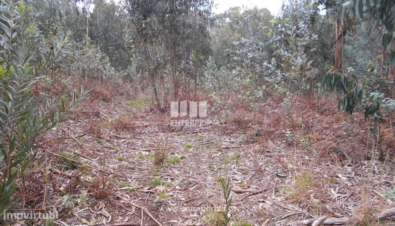 Venda de Terreno florestal, Carreço, Viana do Castelo - Grande imagem: 2/26