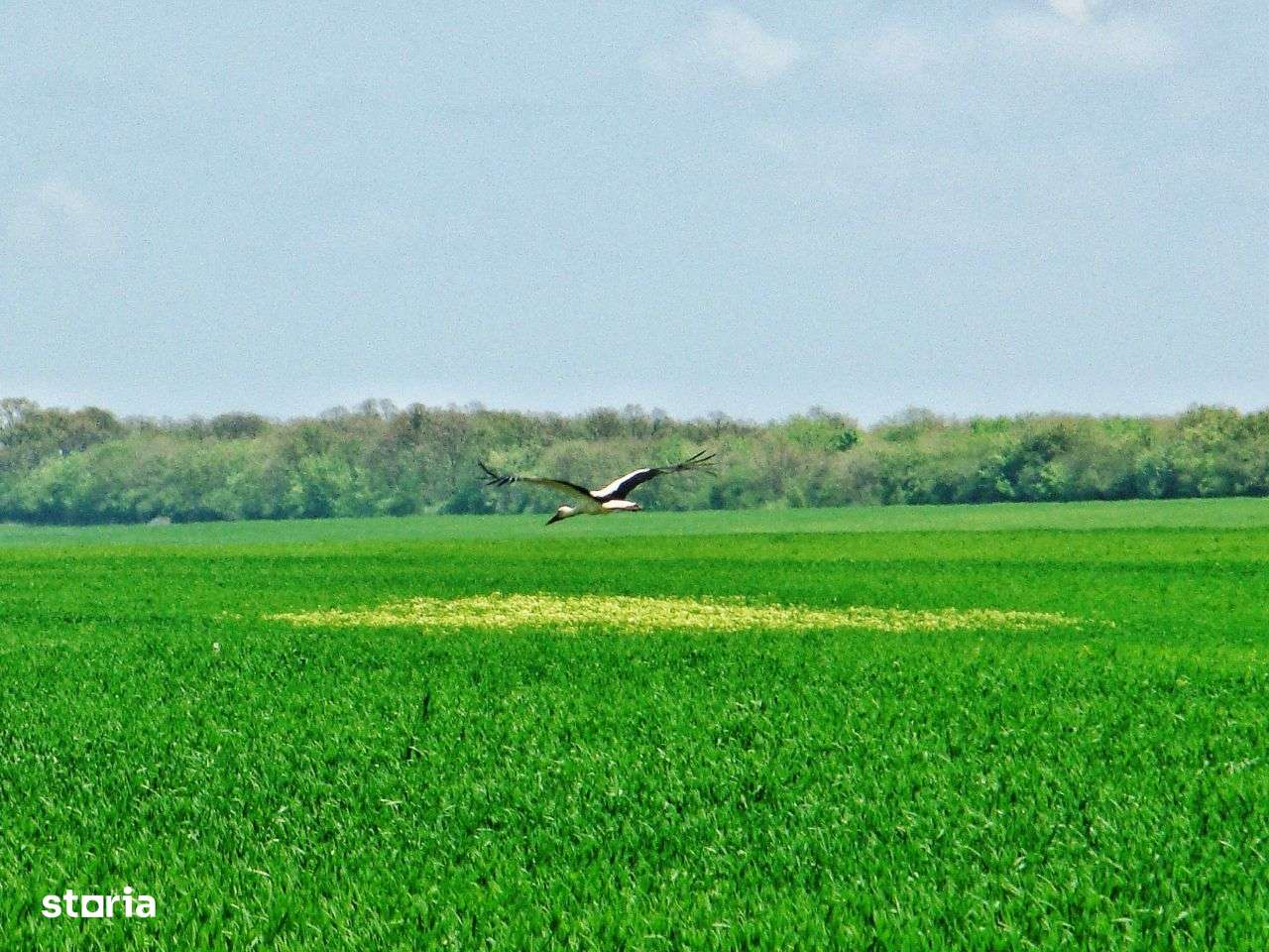 Teren intravilan. Zona Frumusani. POT & CUT foarte mari! Frumos.Natură-9