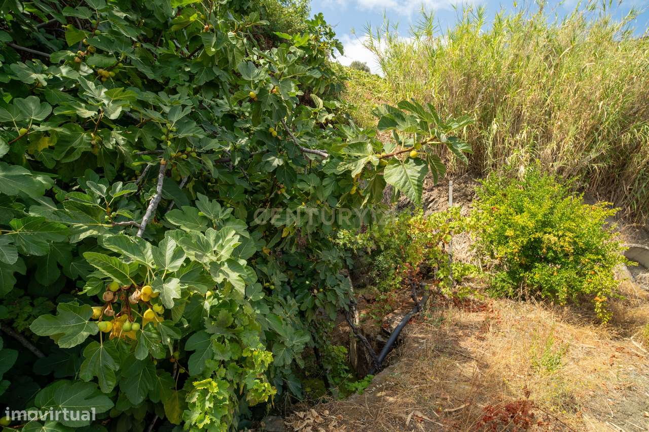 Farm with productive vineyard in the Douro Demarcated Region — São Joã-19