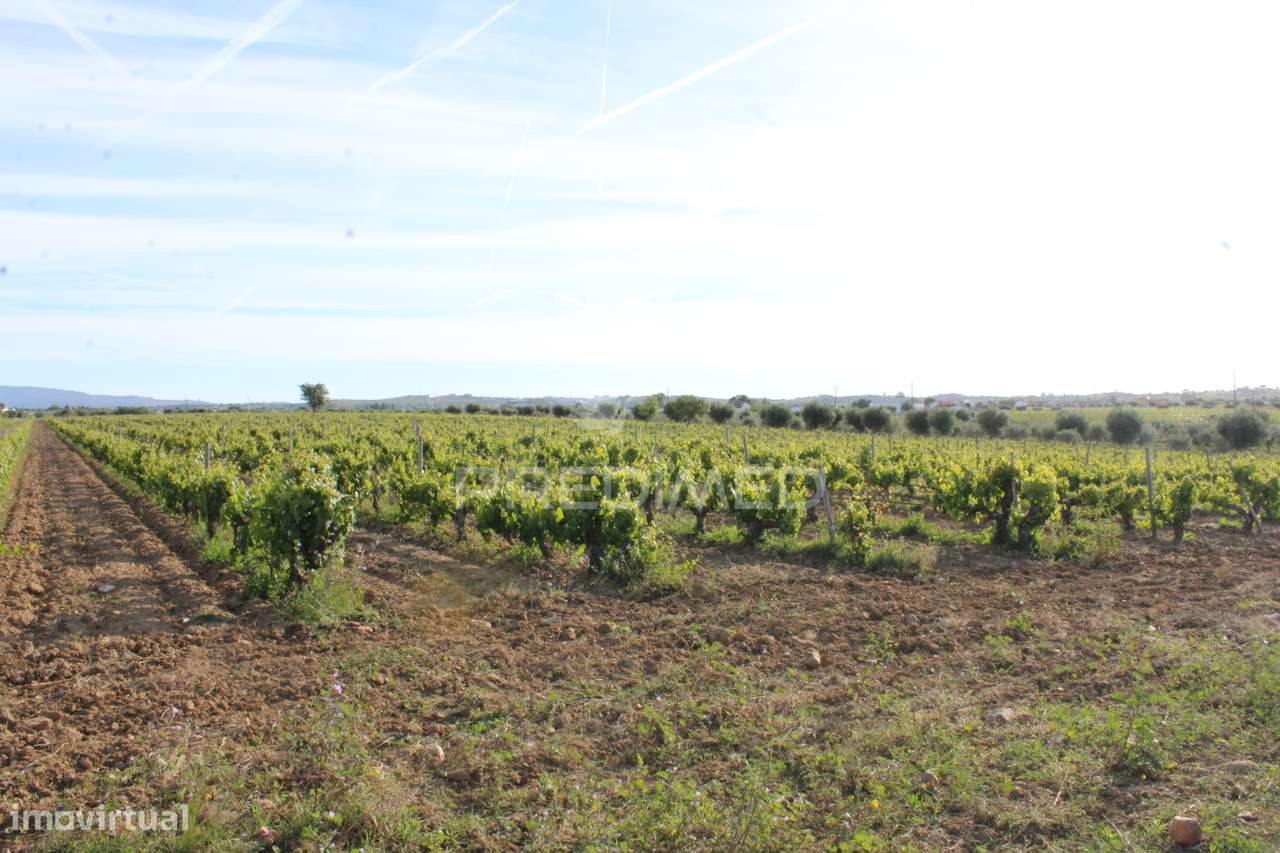 Vinha em plena produção 20 ha - Grande imagem: 2/32