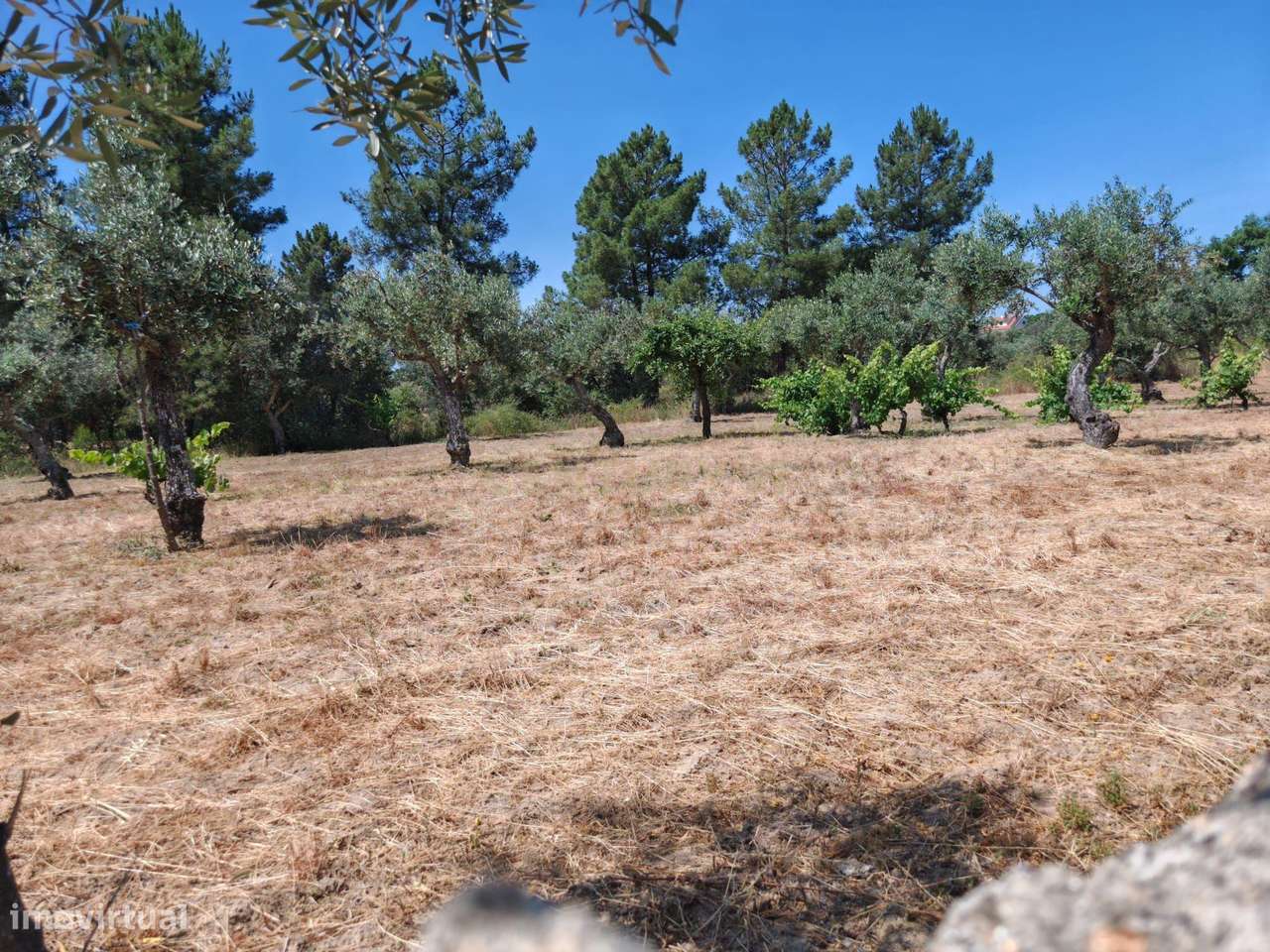 Quintinha na Lousa, Castelo Branco - Grande imagem: 2/19