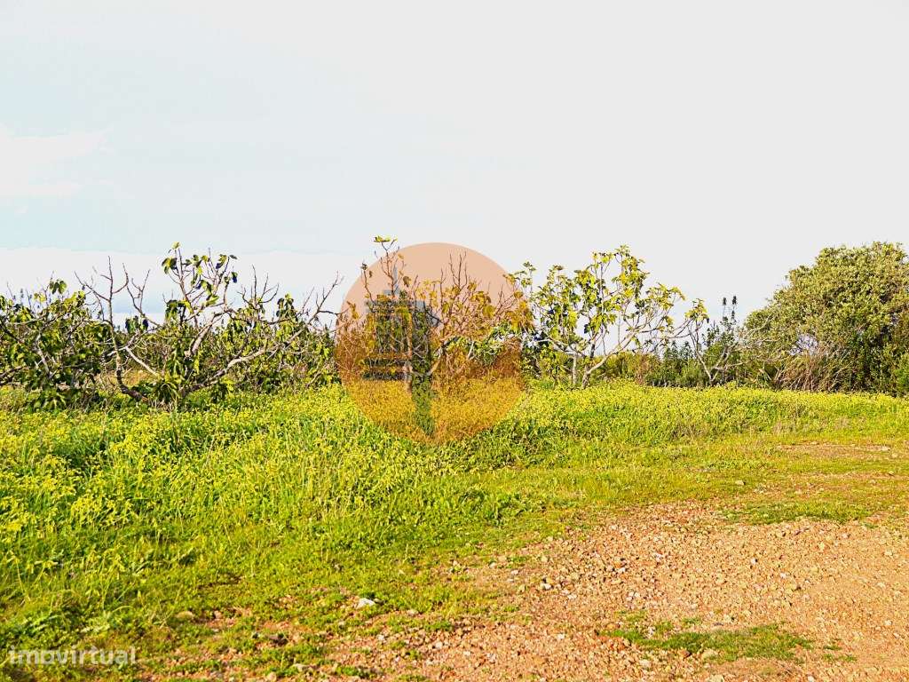 Terreno Rústico Próximo de Tavira - Grande imagem: 4/8