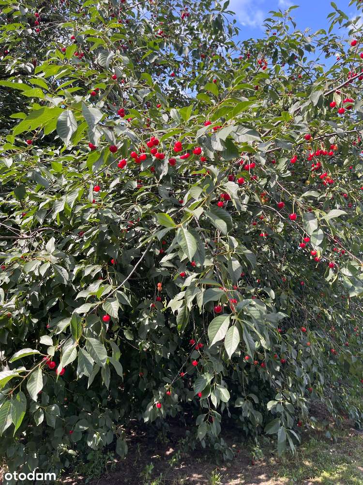 Dwie działki w cenie jednej!  732 m2  + 1300 m2-8