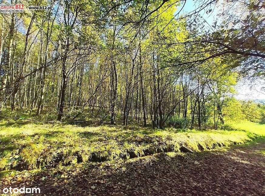 Działka, 4 600 m², Jankówka - Pełny obrazek: 5/5