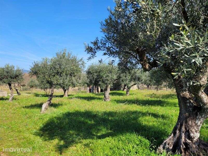 Quintinha / Fundão, Atalaia do Campo - Grande imagem: 5/20